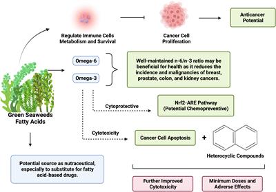 Green seaweeds fatty acids and heterocyclic derivatives against cancer: Opinion on future nutraceutical application